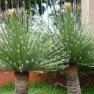 Green Sotol, Dasylirion acrotriche 5 Seeds