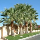 California Fan Palm 10 Seeds Washingtonia Filifera