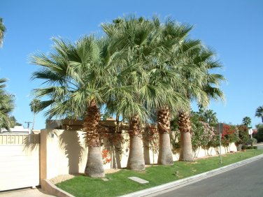 California Fan Palm 10 Seeds Washingtonia Filifera