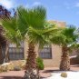 California Fan Palm 10 Seeds Washingtonia Filifera