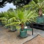 California Fan Palm 10 Seeds Washingtonia Filifera