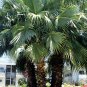 California Fan Palm 10 Seeds Washingtonia Filifera