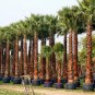 Mexican Fan Palm 10 Seeds Washingtonia Robusta Free Shipping!