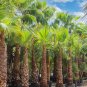 Mexican Fan Palm 10 Seeds Washingtonia Robusta Free Shipping!