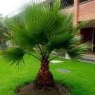 Mexican Fan Palm 10 Seeds Washingtonia Robusta Free Shipping!