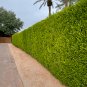 Hopseed Bush Green Dodonaea Vicosa 10 Seeds  Free Shipping!