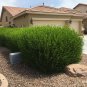 Hopseed Bush Green Dodonaea Vicosa 10 Seeds  Free Shipping!