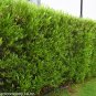 Hopseed Bush Green Dodonaea Vicosa 10 Seeds  Free Shipping!