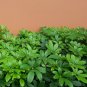 Umbrella Plant. Schefflera Arborcola 10 Seeds. Free Shipping!