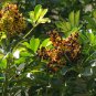 Umbrella Plant. Schefflera Arborcola 10 Seeds. Free Shipping!