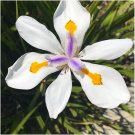 Fairy Iris, Dietes grandiflora 10 Seeds Free Shipping!