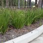 Fairy Iris, Dietes grandiflora 10 Seeds Free Shipping!
