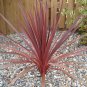 Purple Cabbage Tree, Cordyline Australis Atropurpurea 10 Seeds Free Shipping!