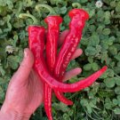 Hot Portugal Pepper Seeds 10 Seeds
