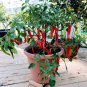 Hot Portugal Pepper Seeds 10 Seeds