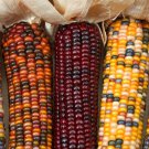 Wampum Ornamental Corn Seeds, Zea mays 50 Seeds Free Shipping!