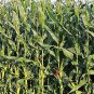 Wampum Ornamental Corn Seeds, Zea mays 50 Seeds Free Shipping!