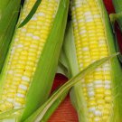 Ambrosia Hybrid Bicolor Sweet Corn Seeds Free Shipping! Free Shipping!