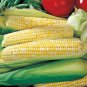 Ambrosia Hybrid Bicolor Sweet Corn Seeds Free Shipping! Free Shipping!