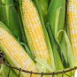 Ambrosia Hybrid Bicolor Sweet Corn Seeds Free Shipping! Free Shipping!