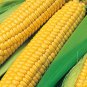 Bodacious Hybrid Yellow Sweet Corn Seeds Free Shipping!