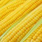 Bodacious Hybrid Yellow Sweet Corn Seeds Free Shipping!