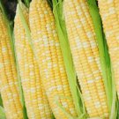 Peaches And Cream Hybrid Bicolor Sweet Corn Seeds Free Shipping!