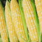 Peaches And Cream Hybrid Bicolor Sweet Corn Seeds Free Shipping!