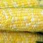 Peaches And Cream Hybrid Bicolor Sweet Corn Seeds Free Shipping!