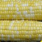 Peaches And Cream Hybrid Bicolor Sweet Corn Seeds Free Shipping!
