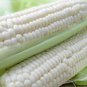 Silver Queen Hybrid White Sweet Corn Seeds Free Shipping!