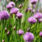 Chives 500 Seeds Allium schoenoprasum