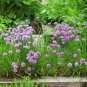 Chives 500 Seeds Allium schoenoprasum