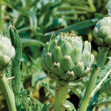 Green Globe Artichoke 20 Seeds