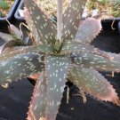 Aloe branddraaiensis, Striped Aloe 5 Seeds Free Shipping!