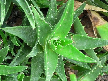 Complete mix of one of 9 Succulents (totally random) 5 Seeds
