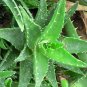 Complete mix of one of 9 Succulents (totally random) 5 Seeds