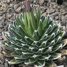 Agave reginae aka Queen Victoria agave 5 Seeds