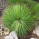 Agave Striata, 5 Seeds Narrow Leaf Agave Agave Striata, 5 Seeds Narrow Leaf Agave