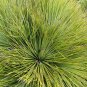 Agave Striata, 5 Seeds Narrow Leaf Agave
