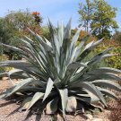 Agave franzosinii seeds (Rancho Soledad clone) 5 Seeds
