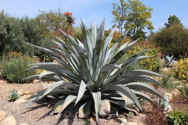 Agave franzosinii seeds (Rancho Soledad clone) 5 Seeds