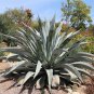Agave franzosinii seeds (Rancho Soledad clone) 5 Seeds