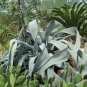 Agave franzosinii seeds (Rancho Soledad clone) 5 Seeds