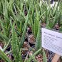Aloe camperi &acirc;��cornuta&acirc;�� 5 Seeds