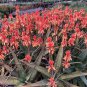 Aloe camperi &acirc;��cornuta&acirc;�� 5 Seeds