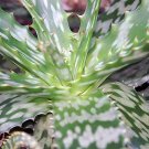 Aloe microstigma, Cape Speckled Aloe,  5 seeds