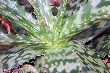 Aloe microstigma, Cape Speckled Aloe,  5 seeds