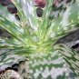 Aloe microstigma, Cape Speckled Aloe,  5 seeds