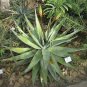 Reitz' Aloe, Aloe reitzii 5 seeds.